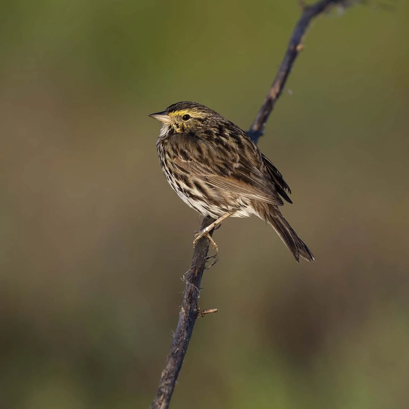 Belding's_Savannah_Sparrow_Z092992.JPG