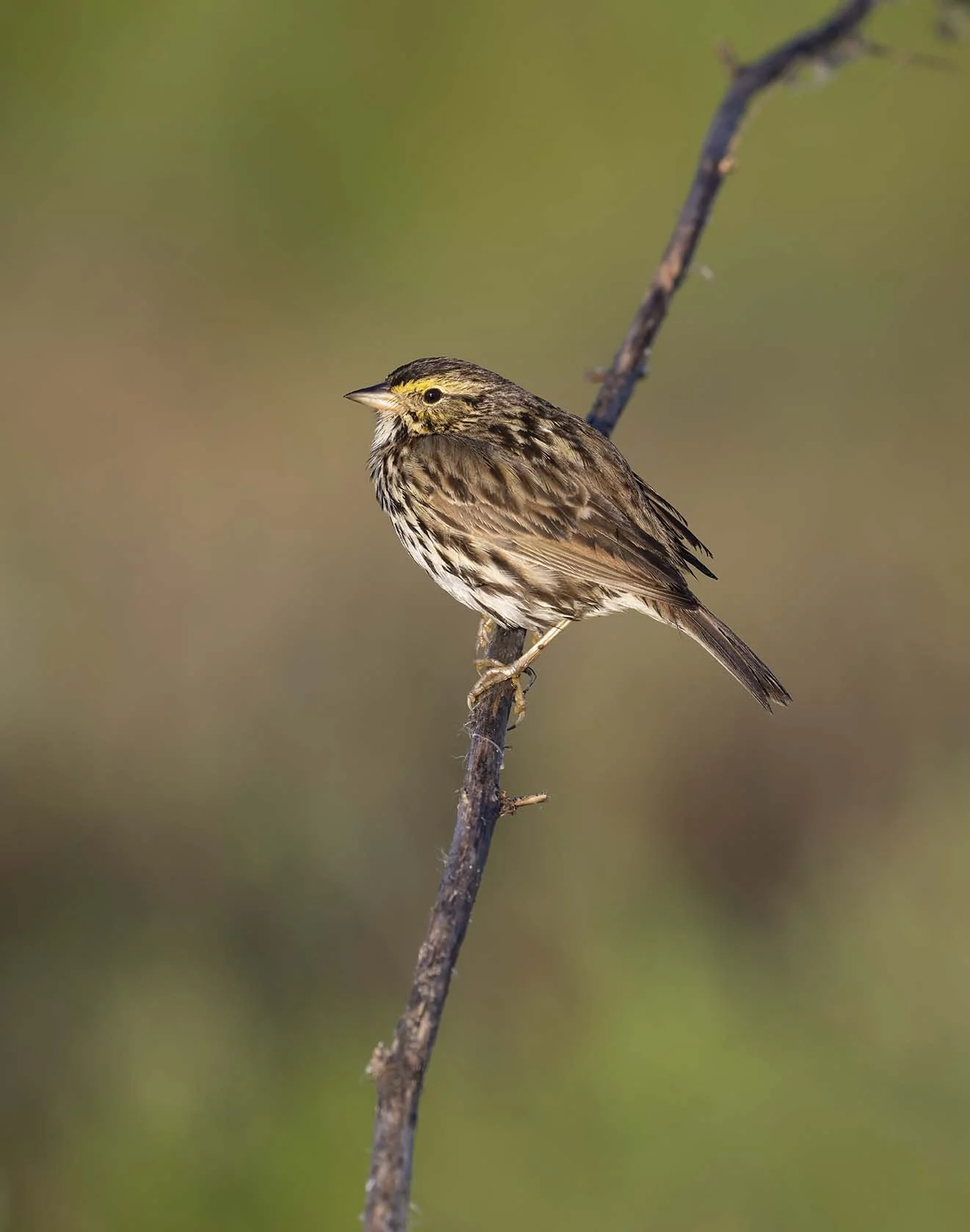 Belding's_Savannah_Sparrow_Z093009.JPG