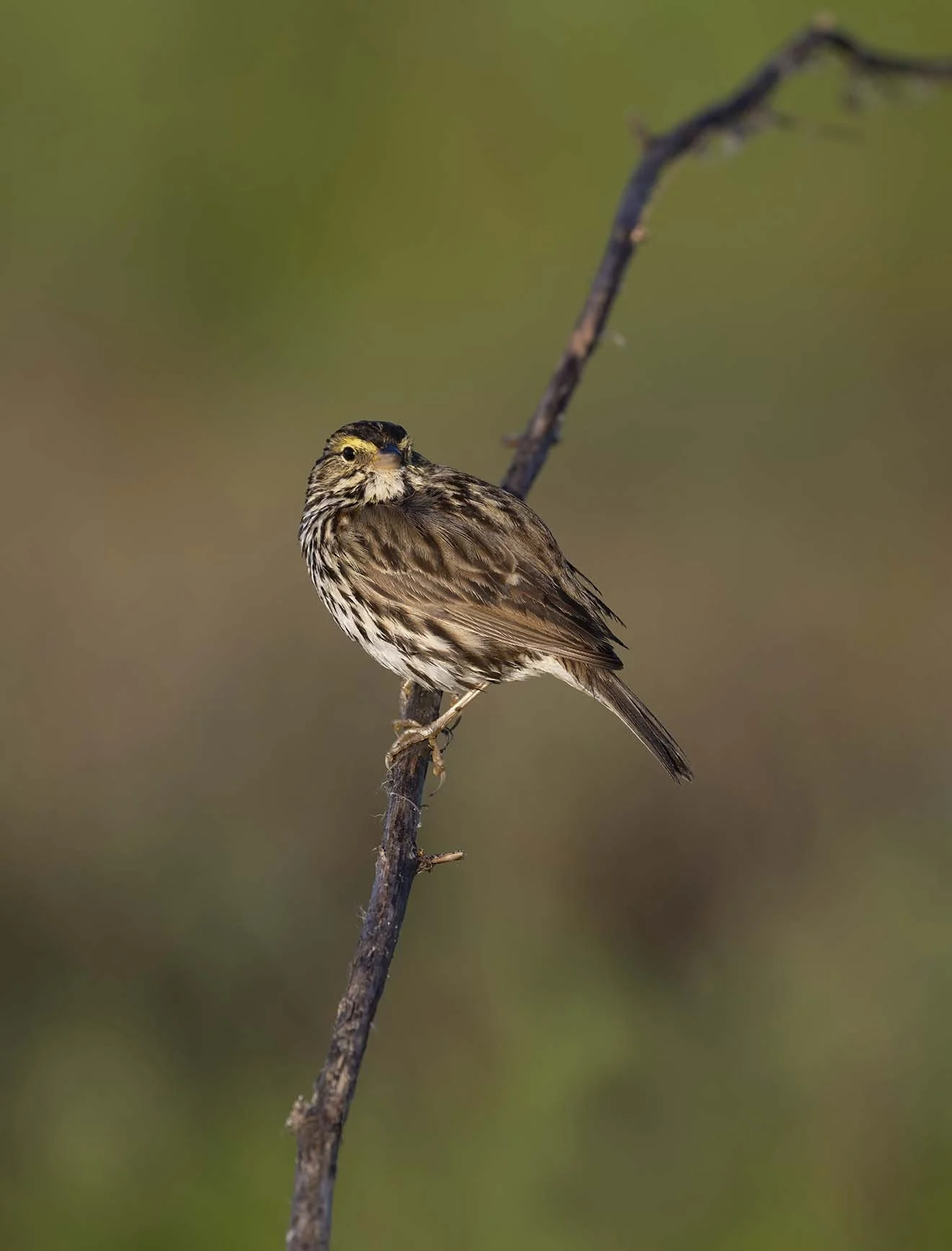 Belding's_Savannah_Sparrow_Z093064.JPG