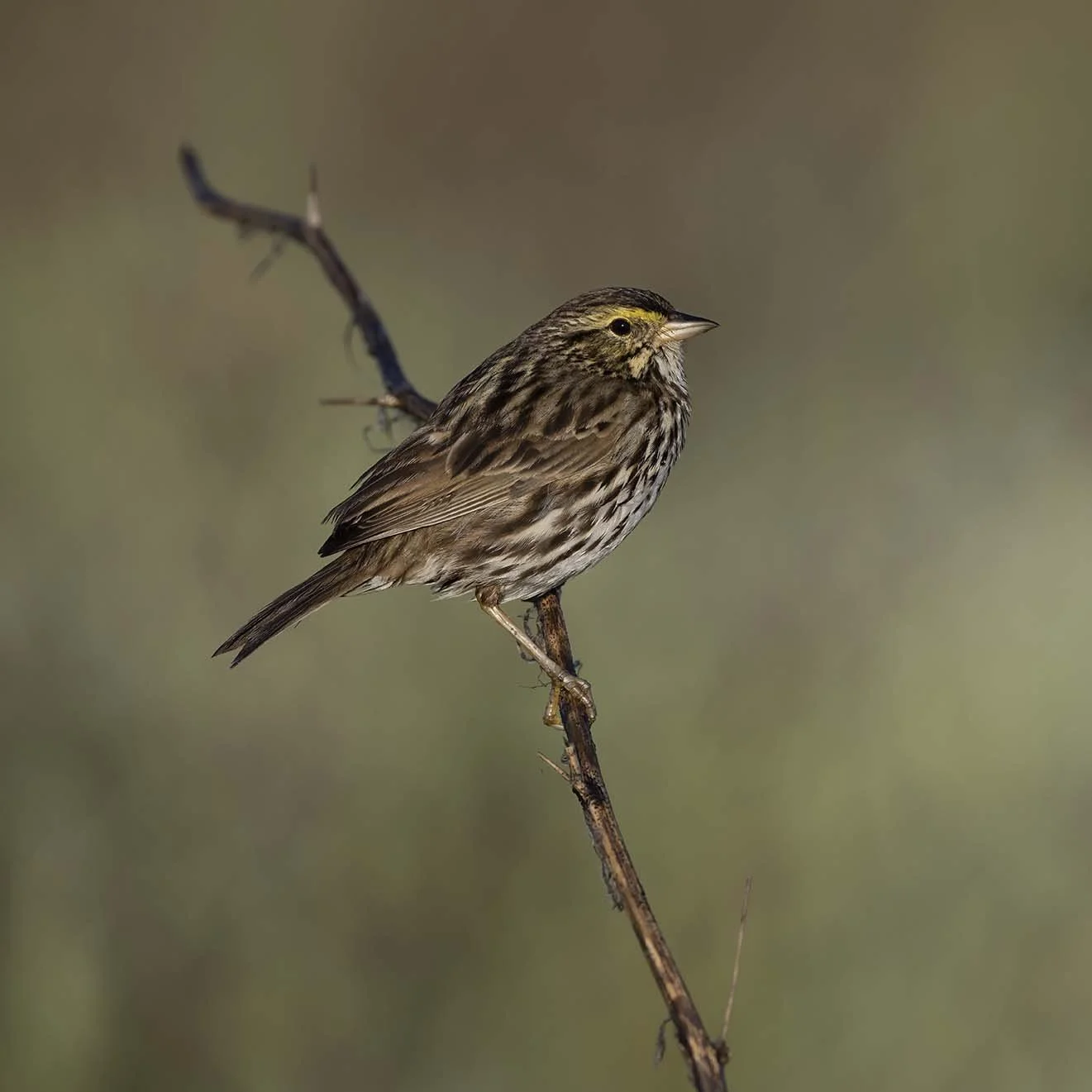 Belding's_Savannah_Sparrow_Z093080.JPG
