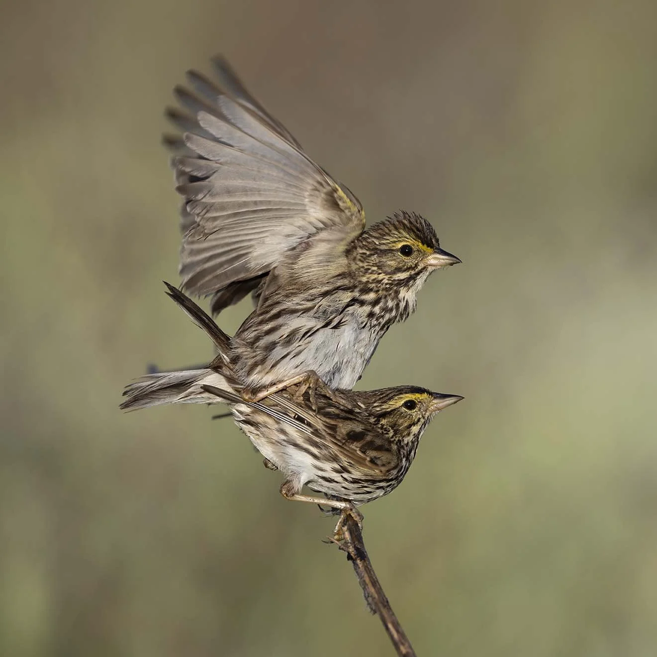 Belding's_Savannah_Sparrow_Z093138.JPG