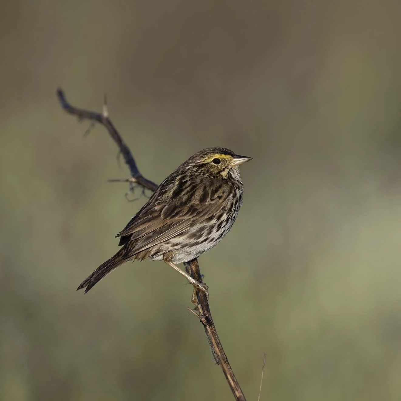 Belding's_Savannah_Sparrow_Z093147.JPG