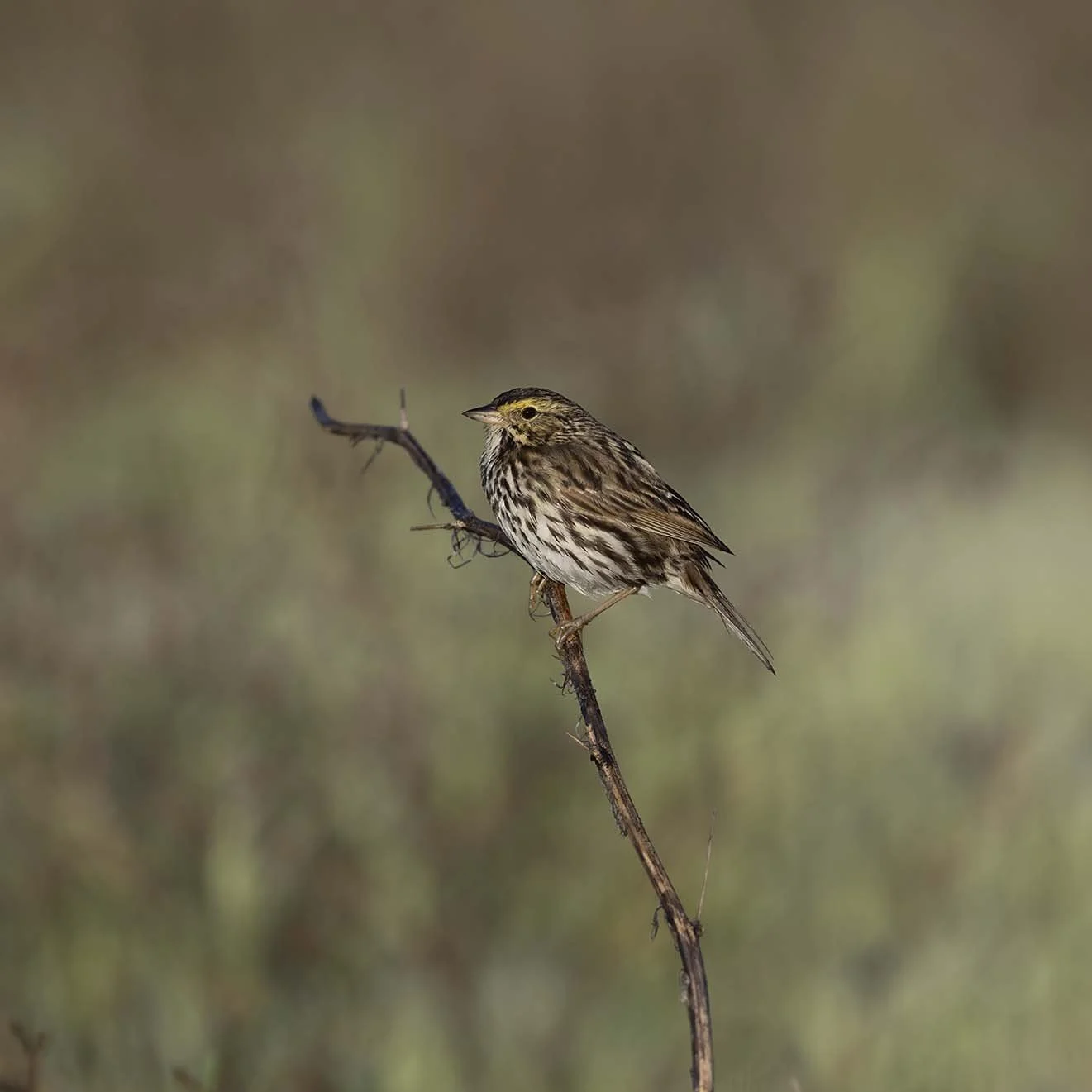Belding's_Savannah_Sparrow_Z093163.JPG