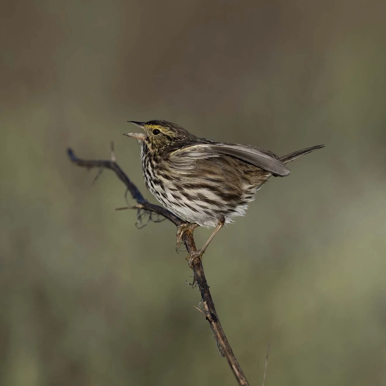 Belding's_Savannah_Sparrow_Z093218.JPG