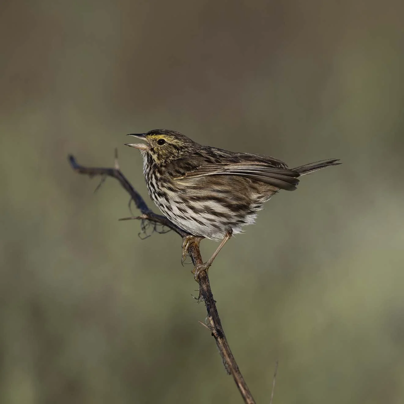 Belding's_Savannah_Sparrow_Z093219.JPG