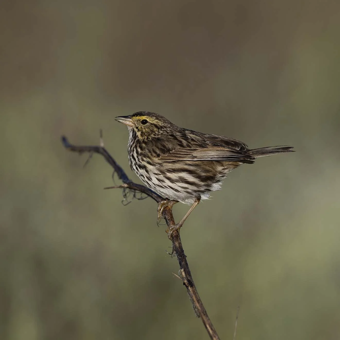 Belding's_Savannah_Sparrow_Z093221.JPG