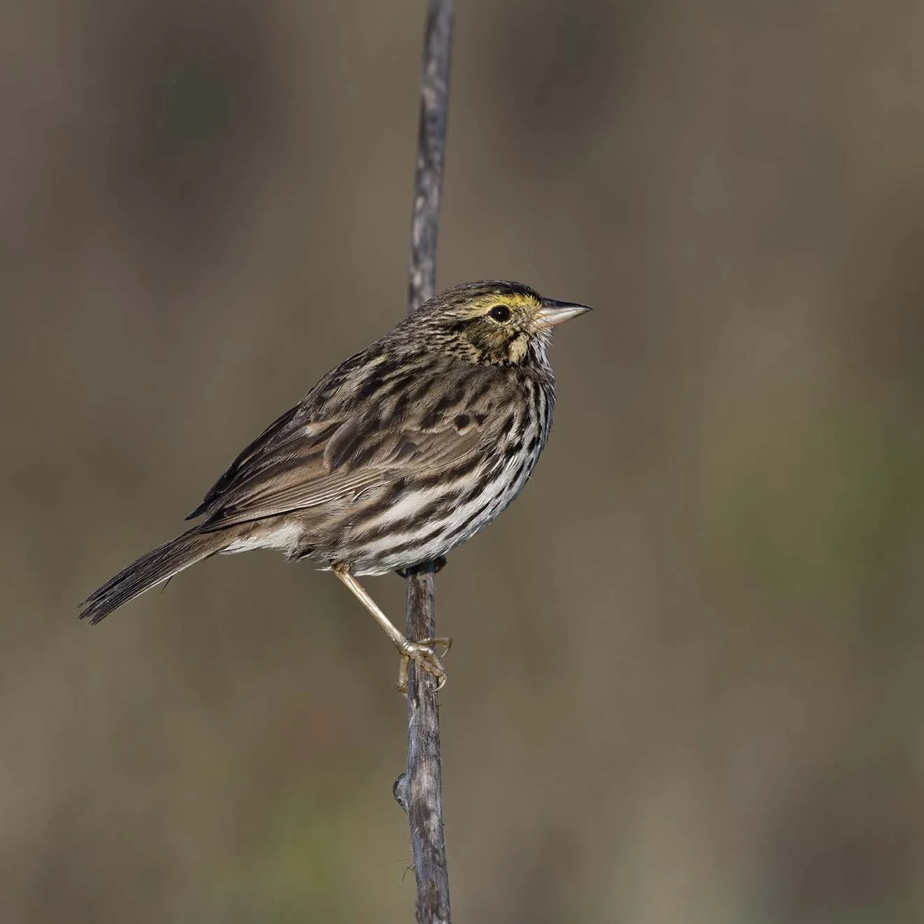 Belding's_Savannah_Sparrow_Z093240.JPG