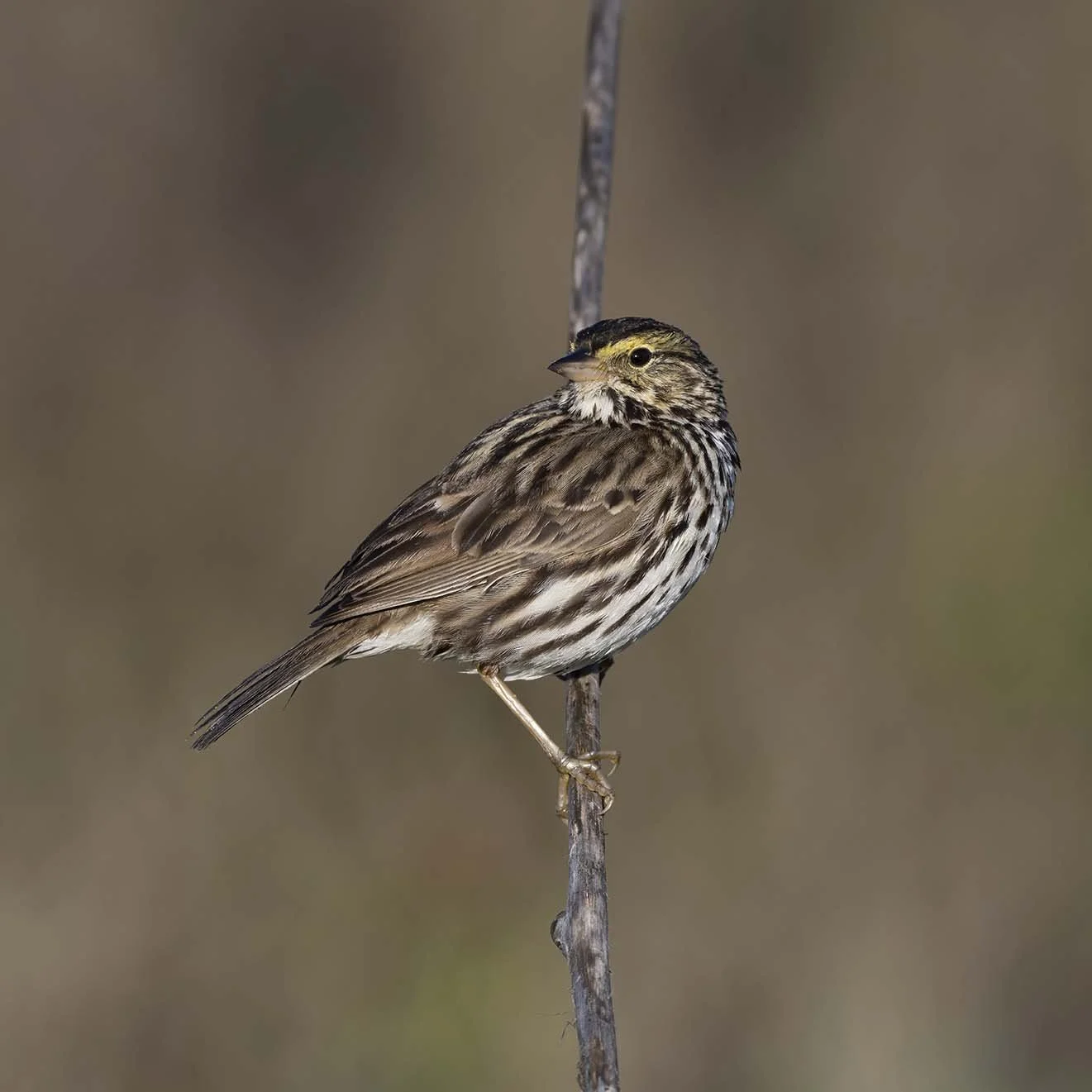 Belding's_Savannah_Sparrow_Z093258.JPG