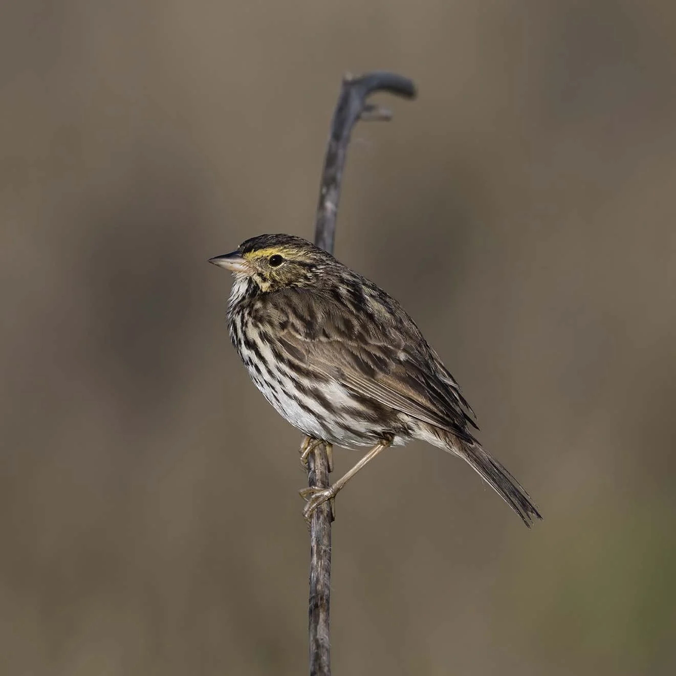 Belding's_Savannah_Sparrow_Z093306.JPG
