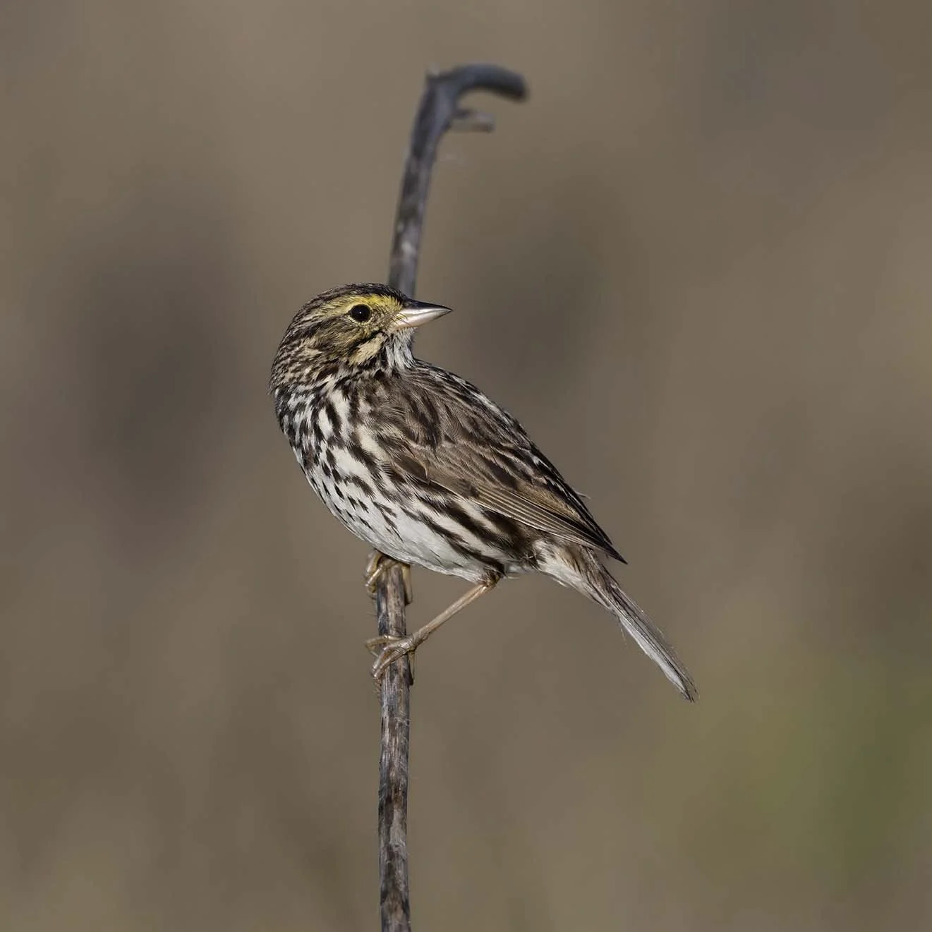 Belding's_Savannah_Sparrow_Z093322.JPG