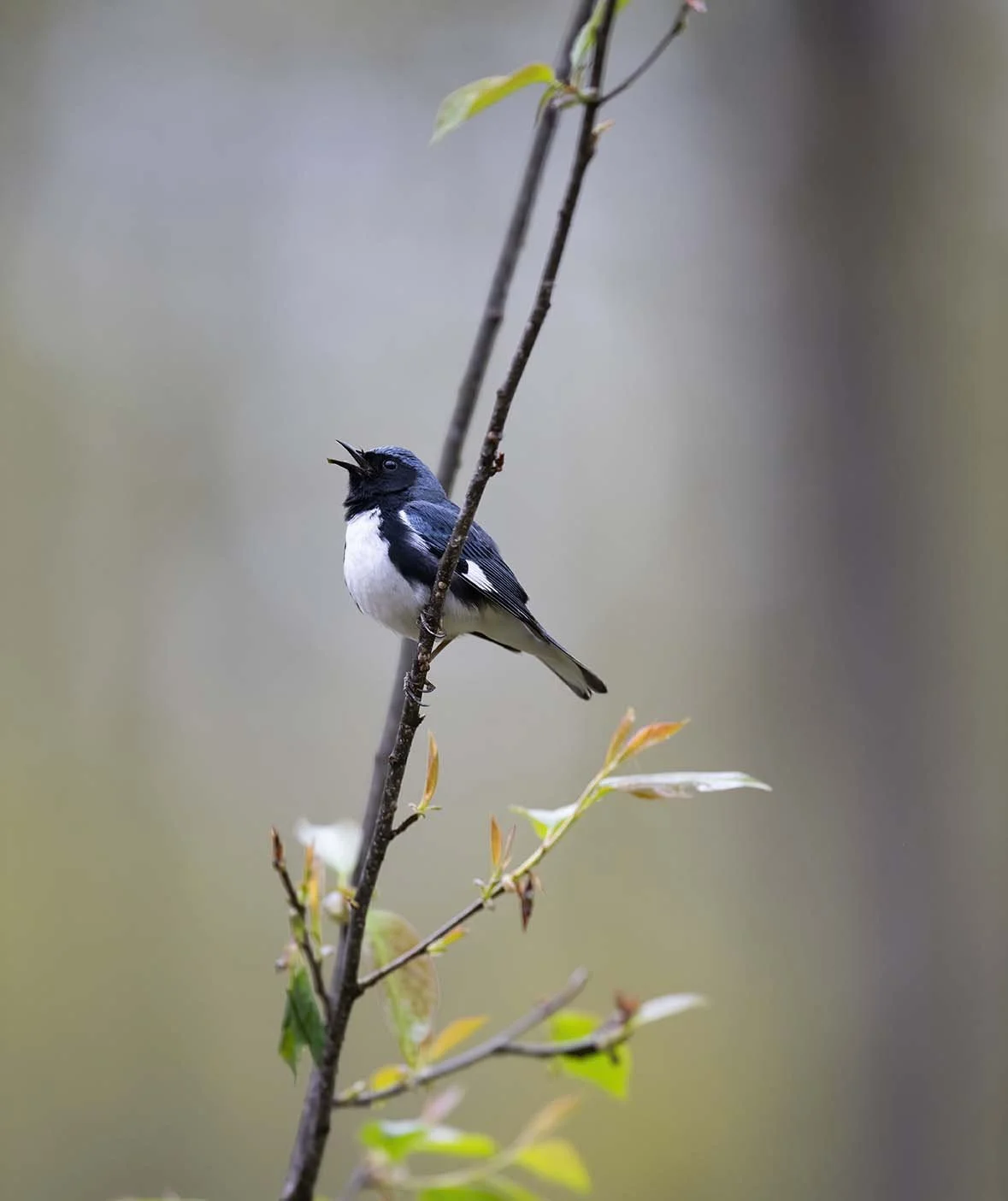 Black-throated_Blue_Warbler_DSC5011.JPG
