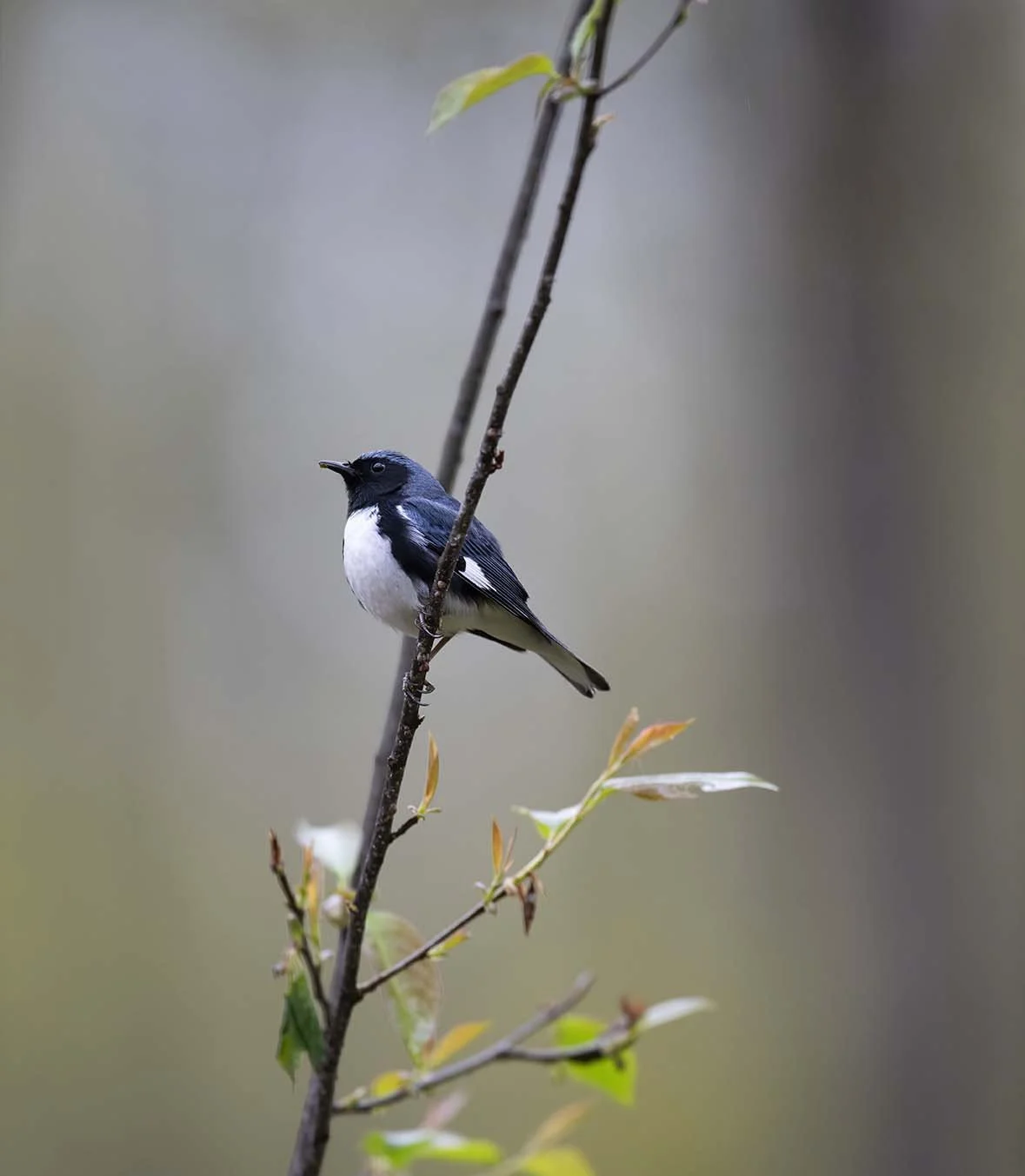 Black-throated_Blue_Warbler_DSC5024.JPG