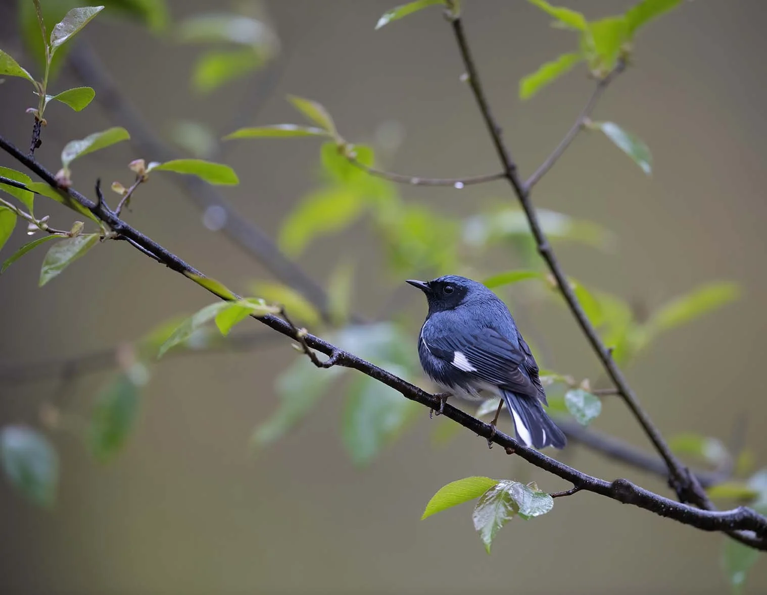 Black-throated_Blue_Warbler_DSC5098.JPG