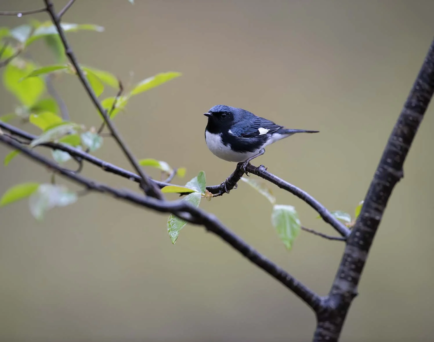 Black-throated_Blue_Warbler_DSC5103.JPG