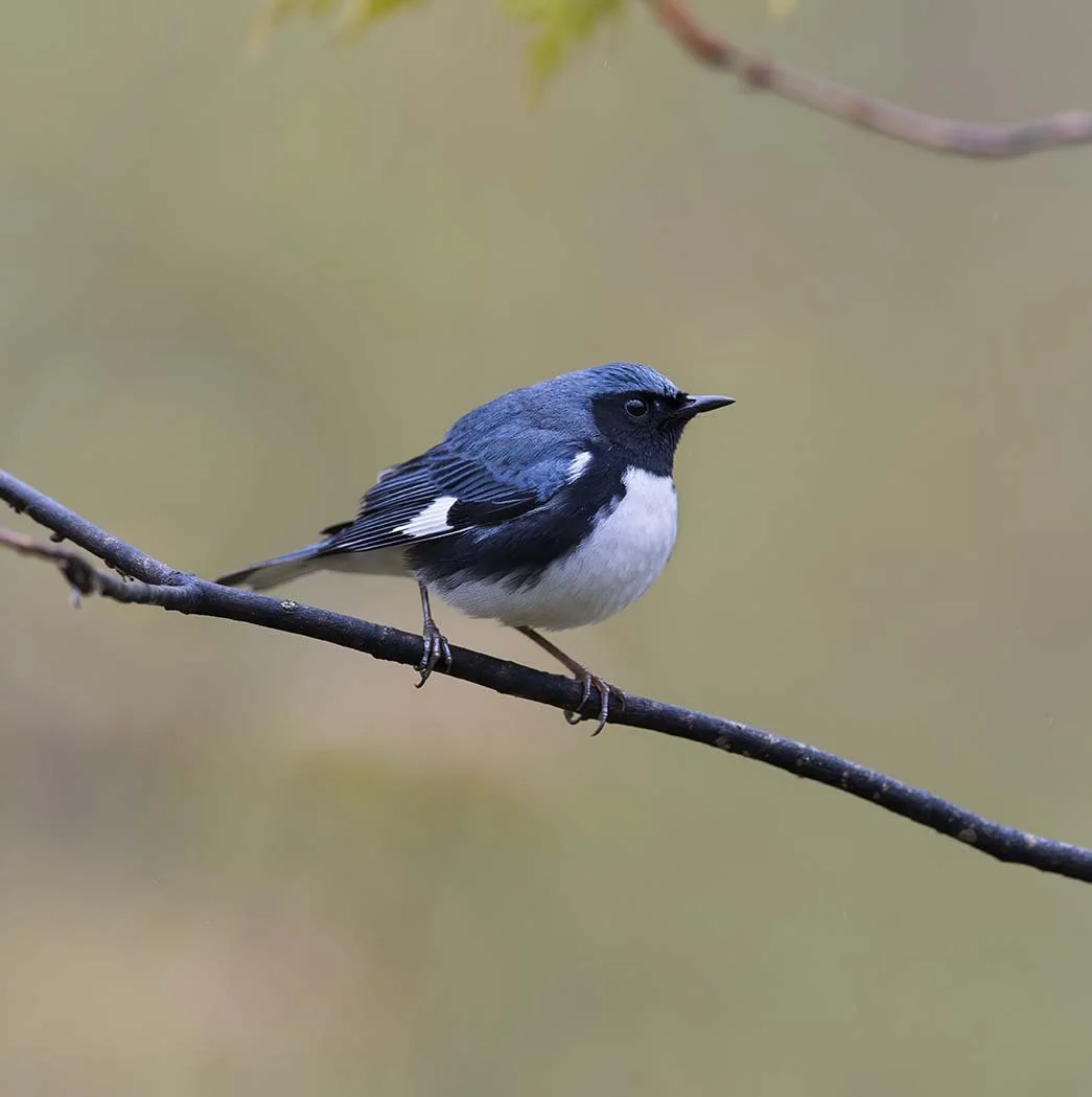 Black-throated_Blue_Warbler_DSC5123.JPG