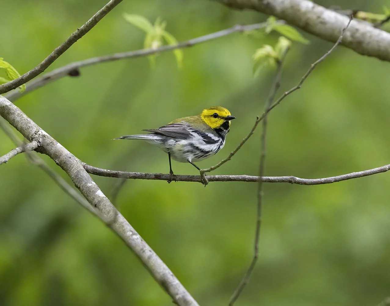 Black-throated_Green_Warbler_Z090635.JPG