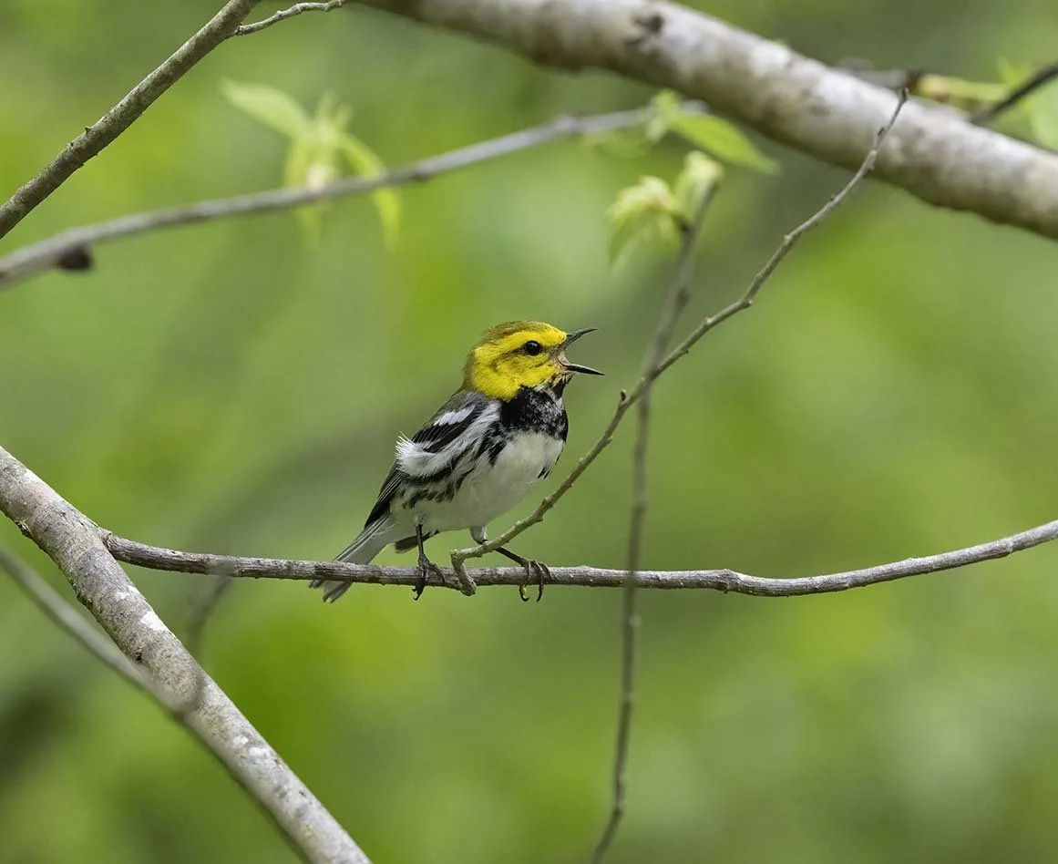 Black-throated_Green_Warbler_Z090641.JPG
