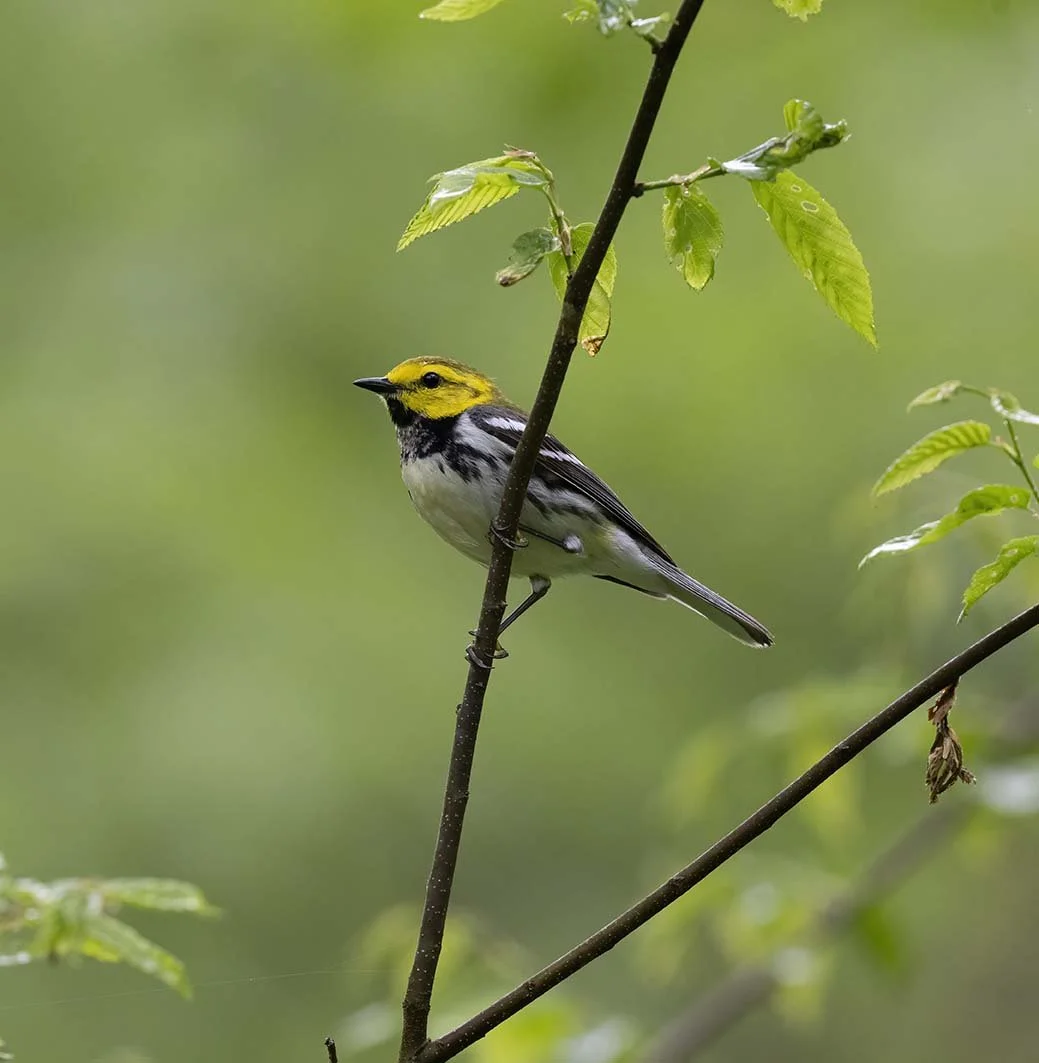 Black-throated_Green_Warbler_Z090858.JPG