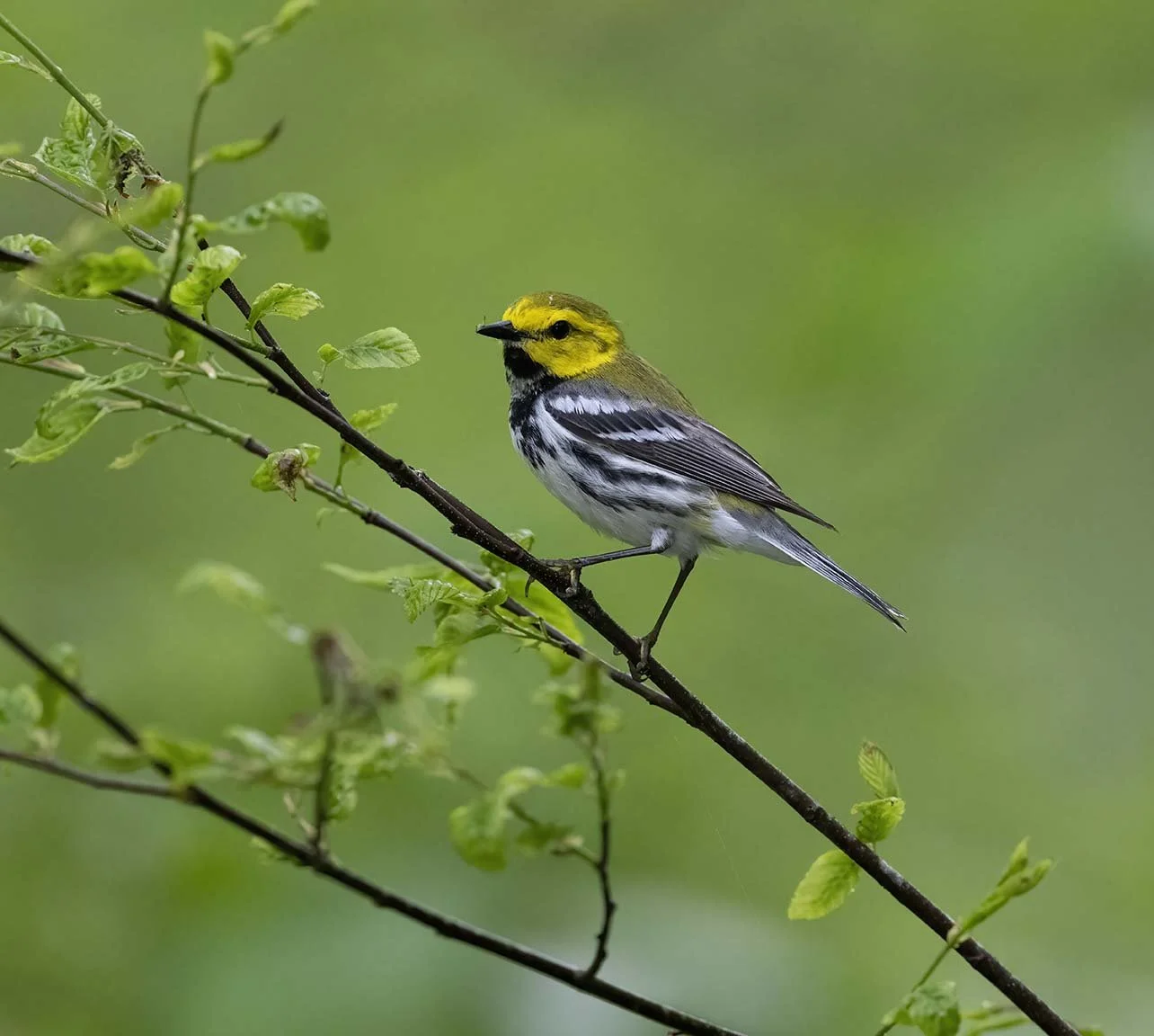 Black-throated_Green_Warbler_Z090927.JPG