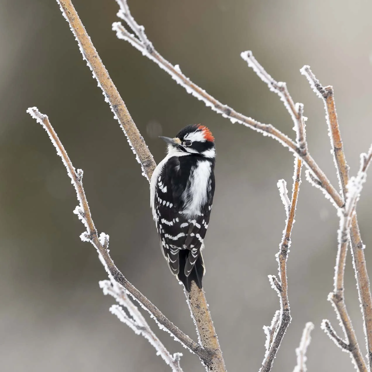 Downy_Woodpecker_Z093352.JPG