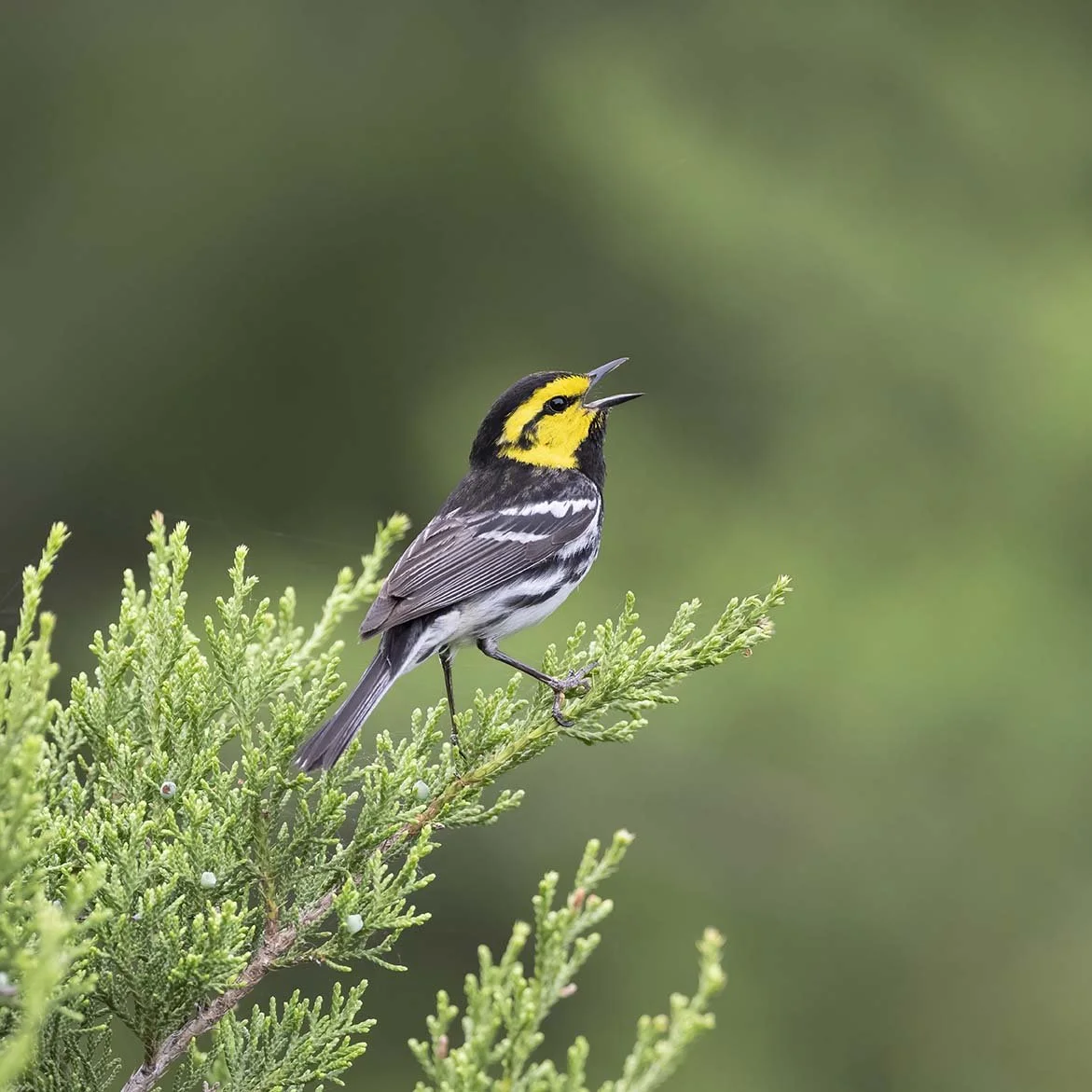 Golden-cheeked_Warbler_Z097570.JPG
