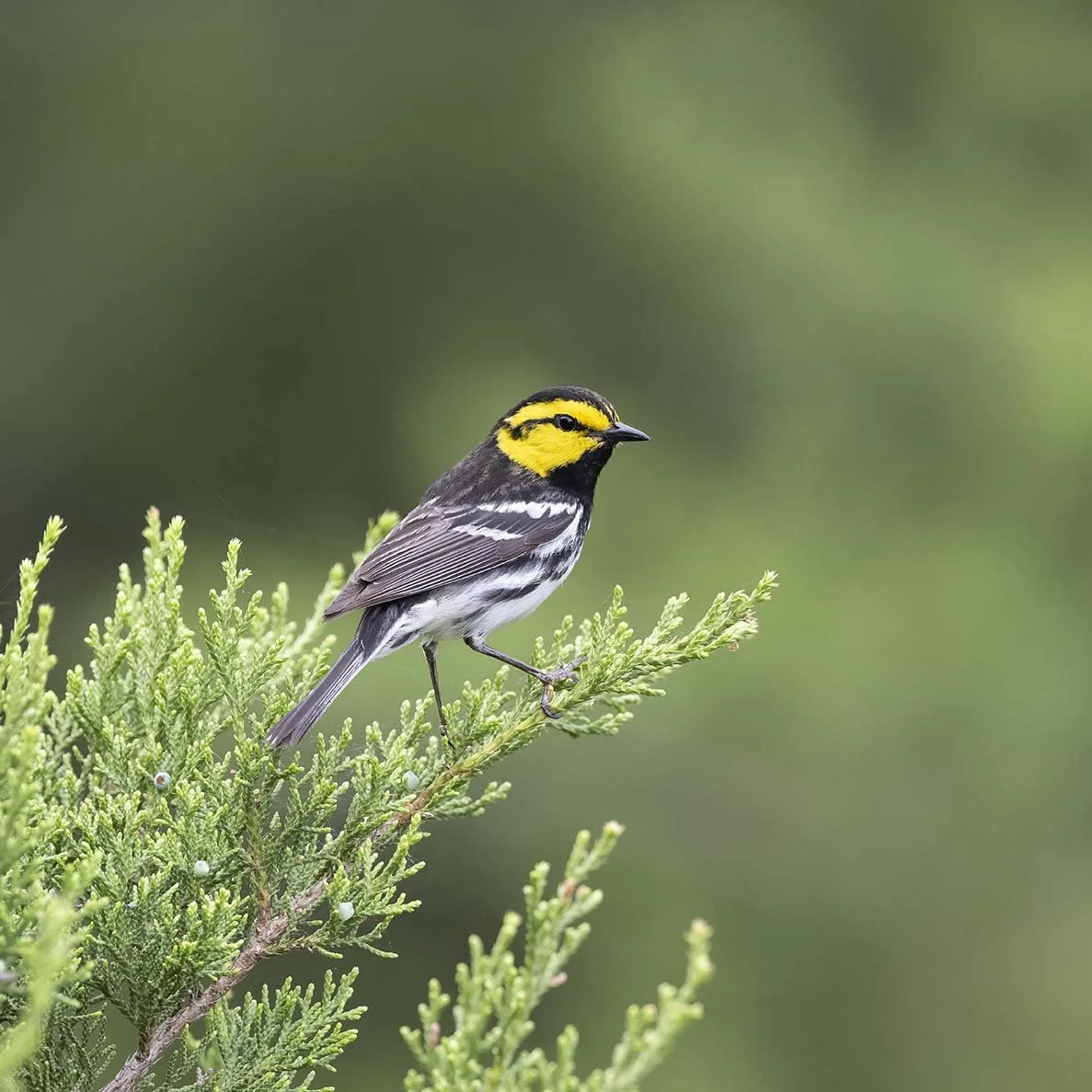 Golden-cheeked_Warbler_Z097581.JPG