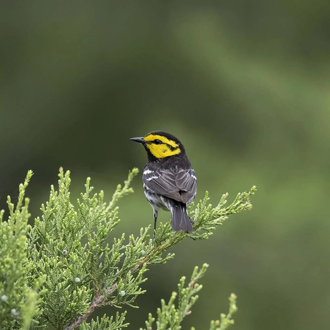 Golden-cheeked_Warbler_Z097625.JPG