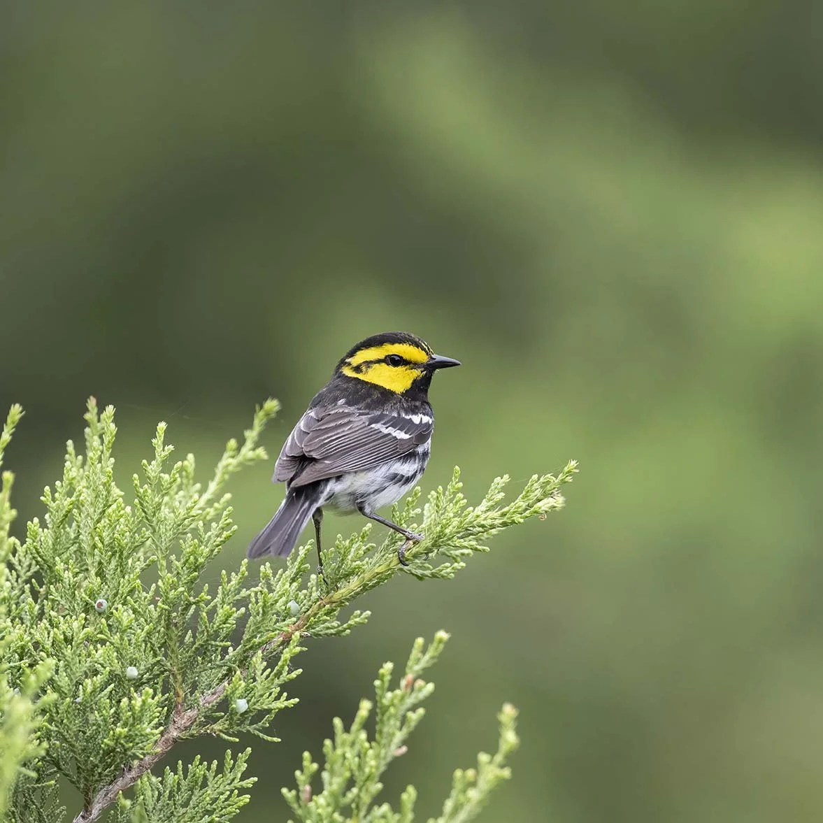 Golden-cheeked_Warbler_Z097647.JPG