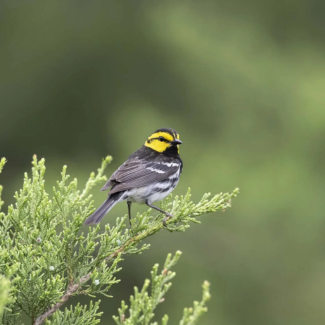 Golden-cheeked_Warbler_Z097663.JPG