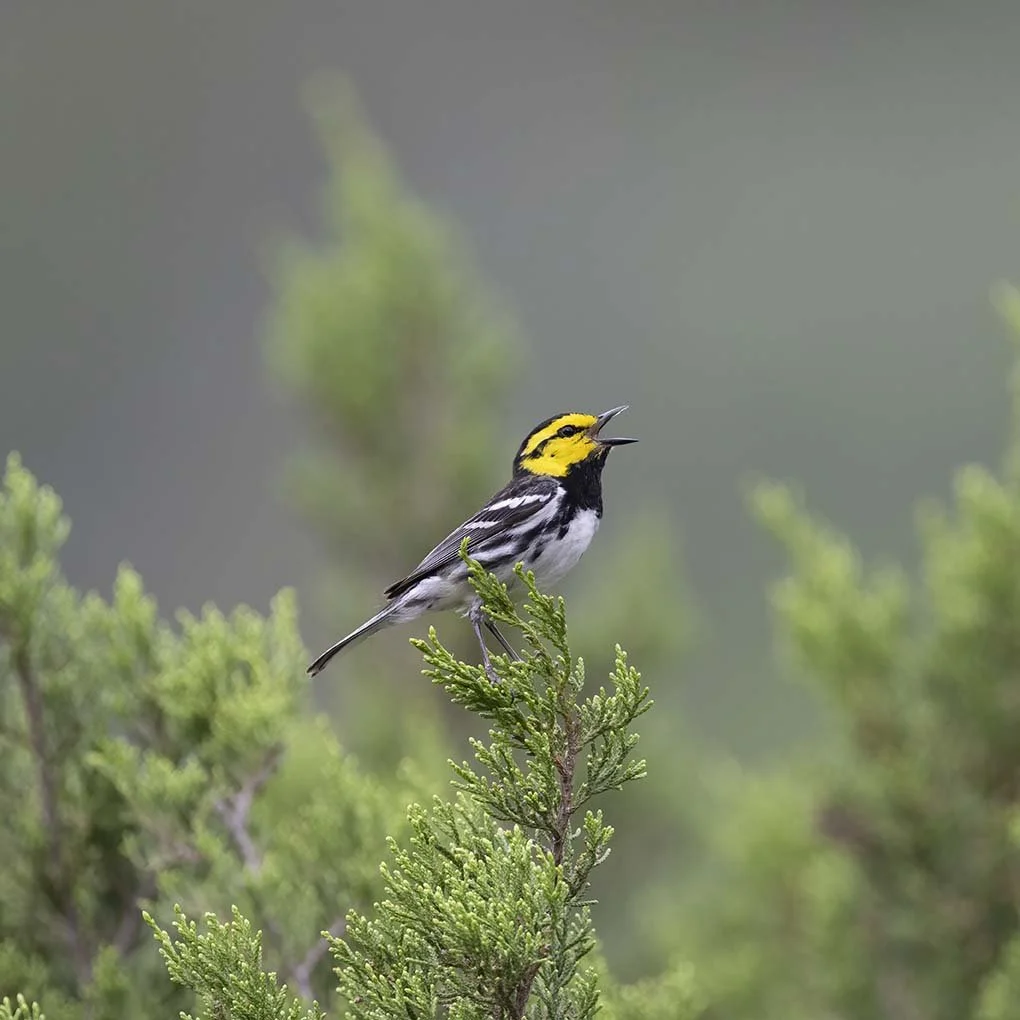 Golden-cheeked_Warbler_Z097738.JPG