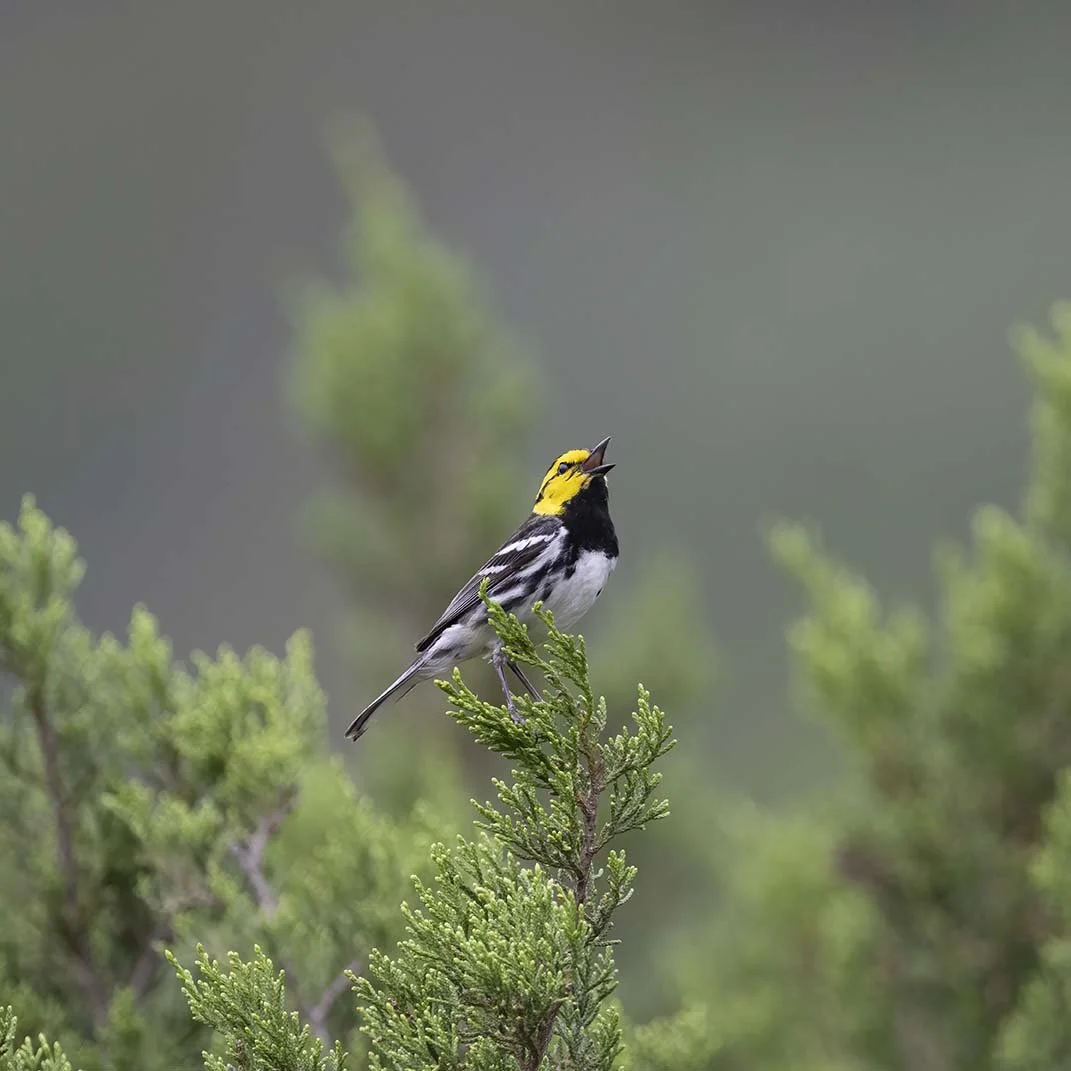 Golden-cheeked_Warbler_Z097743.JPG