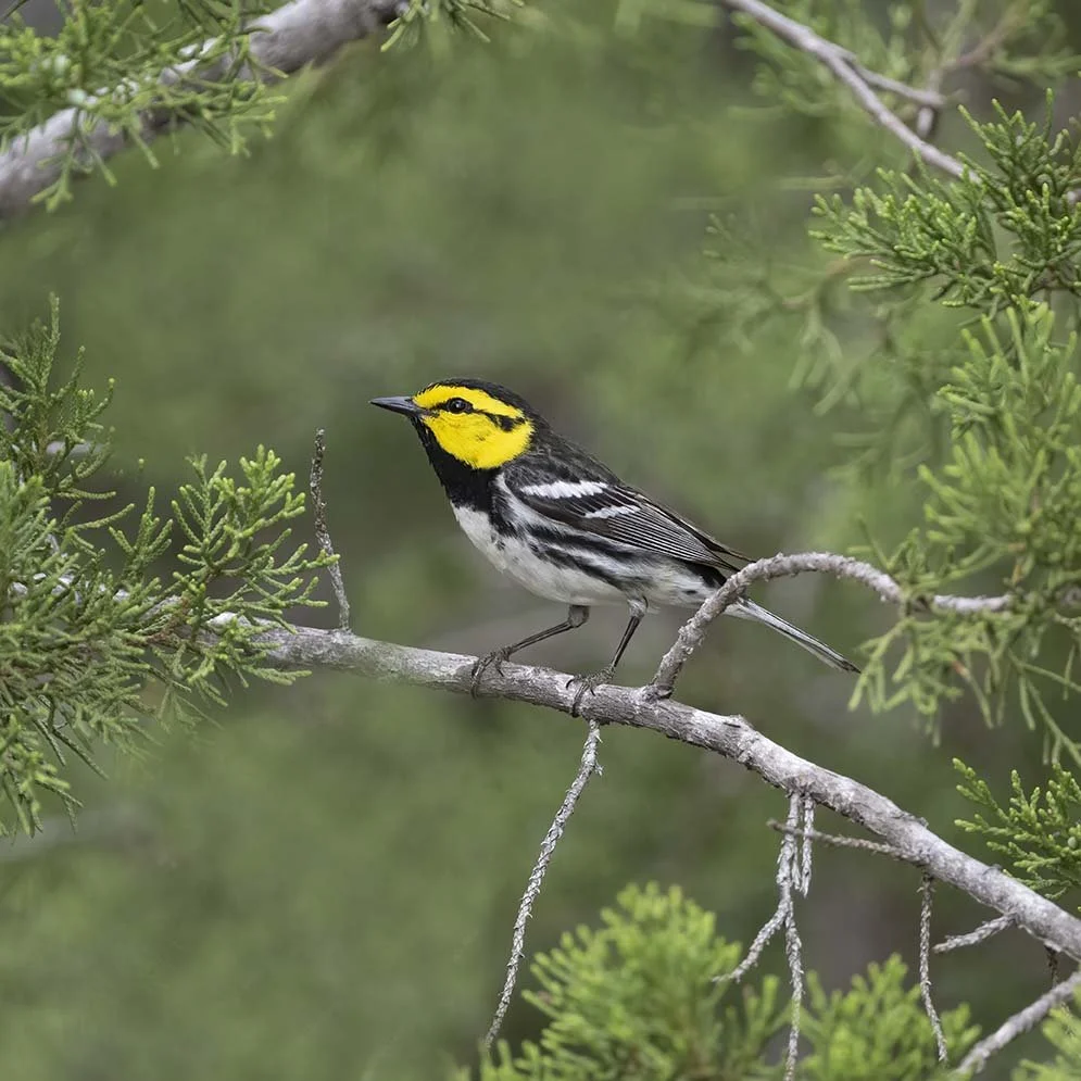 Golden-cheeked_Warbler_Z097763.JPG