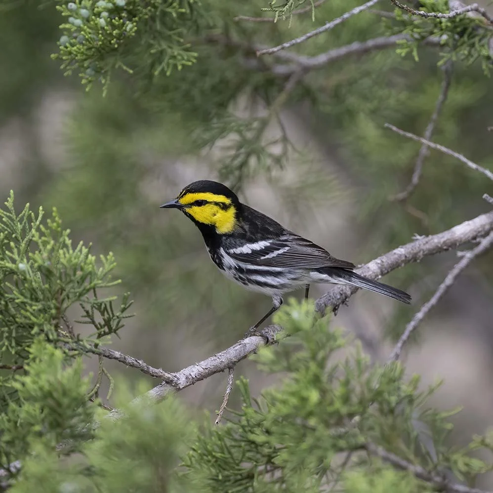 Golden-cheeked_Warbler_Z097778.JPG