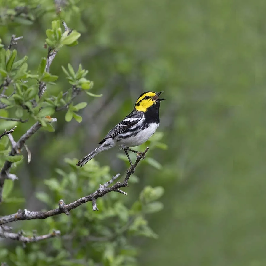 Golden-cheeked_Warbler_Z097788.JPG