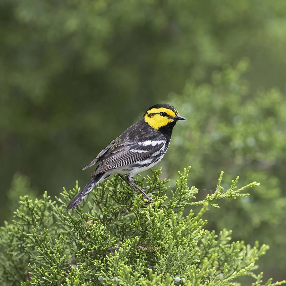 Golden-cheeked_Warbler_Z098082.JPG