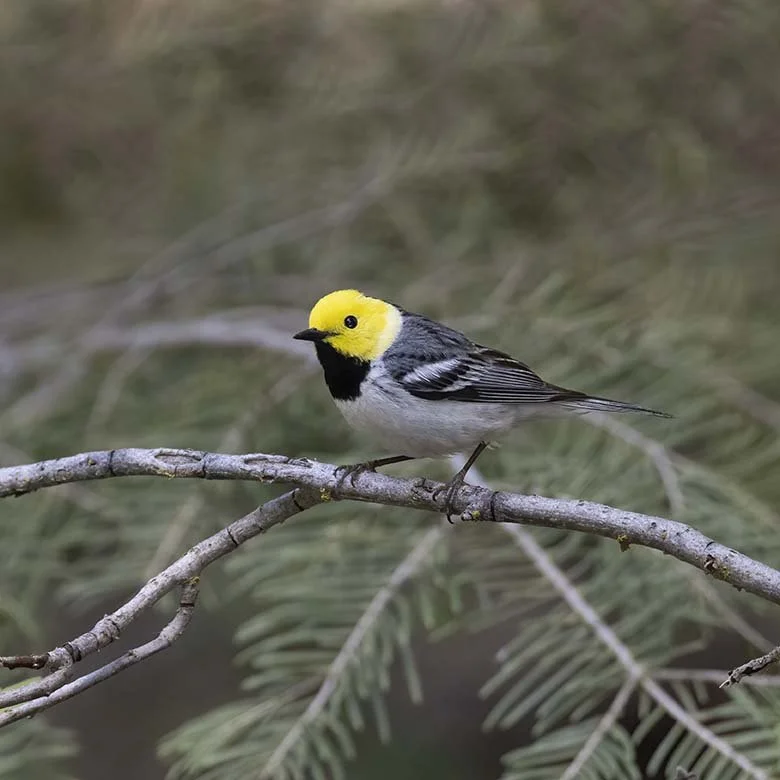 Hermit_Warbler_Z093166.JPG