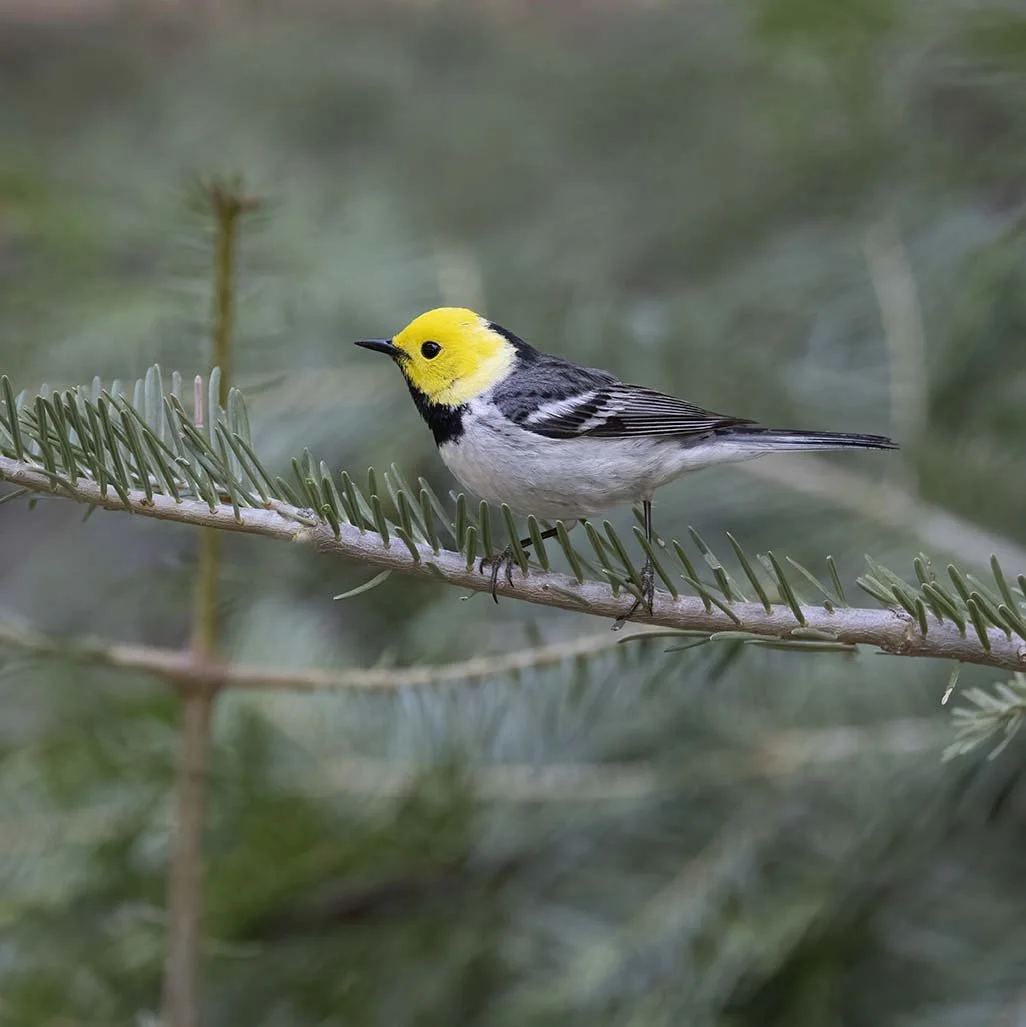 Hermit_Warbler_Z093234.JPG