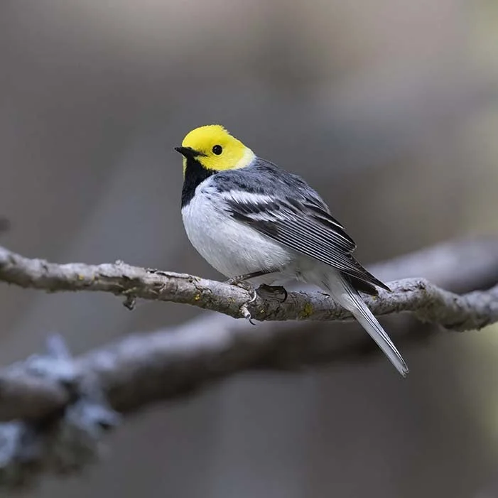 Hermit_Warbler_Z093307.JPG