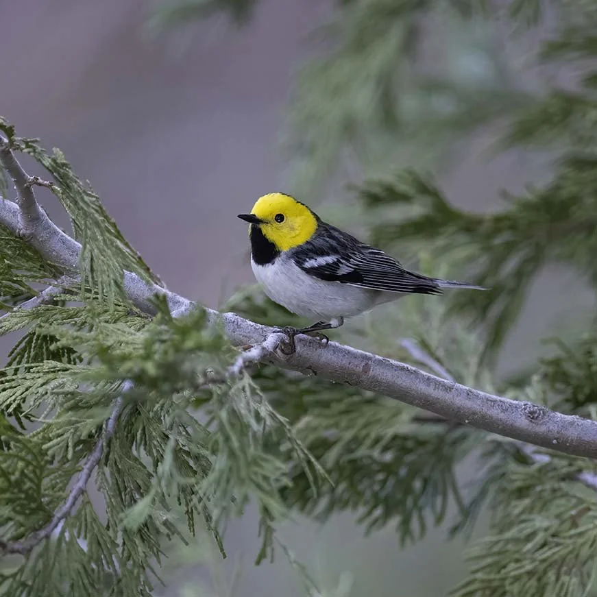 Hermit_Warbler_Z093538.JPG