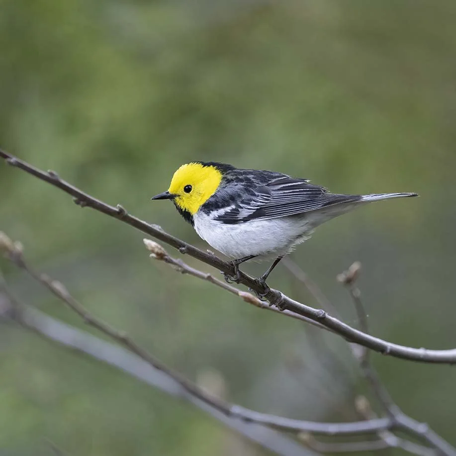 Hermit_Warbler_Z093603.JPG