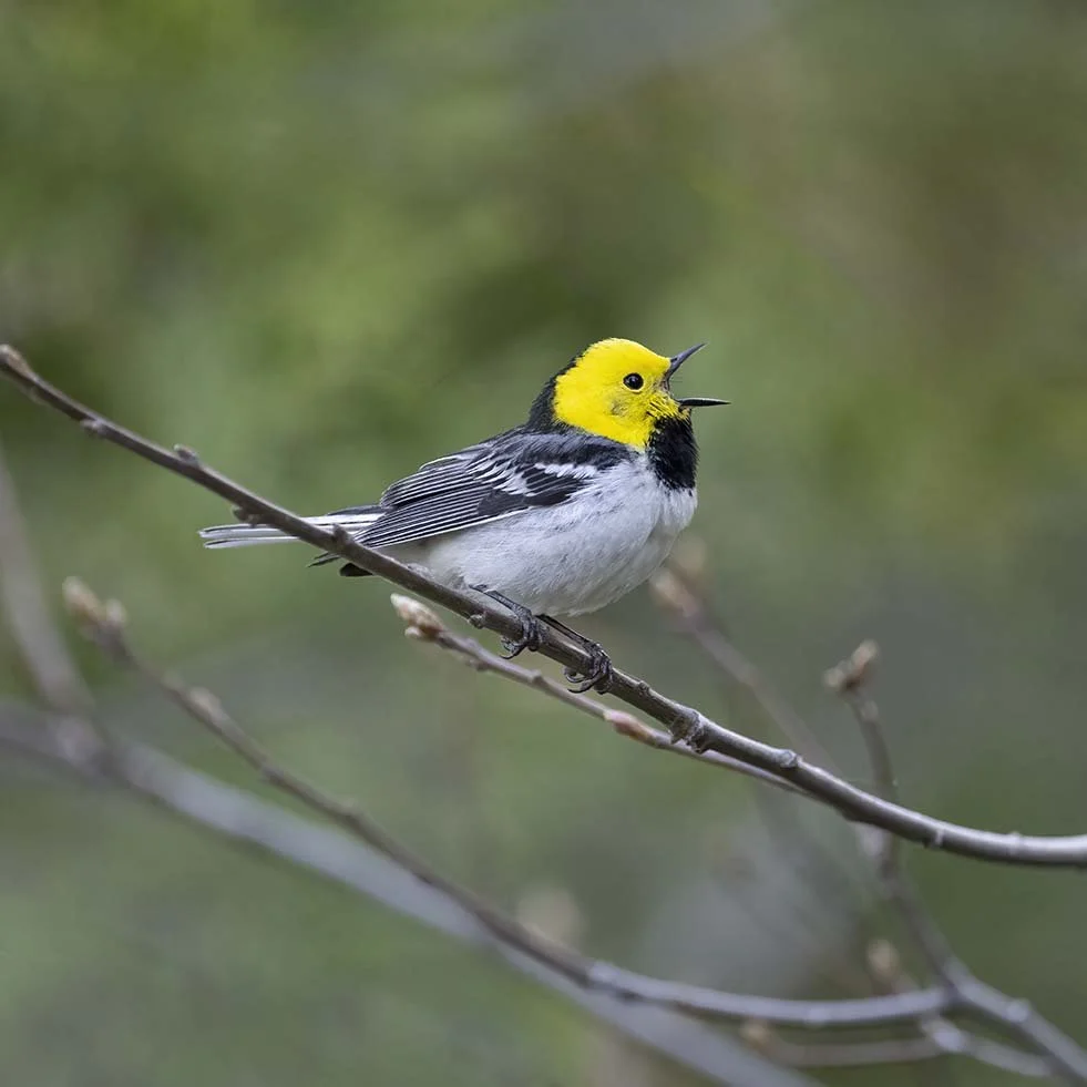 Hermit_Warbler_Z093629.JPG