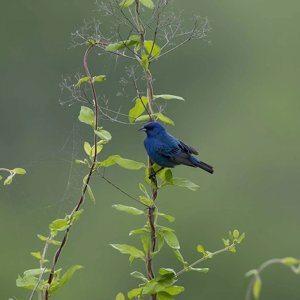 Indigo_Bunting_Z091899.JPG