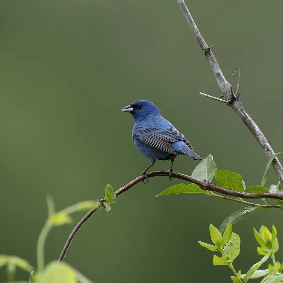 Indigo_Bunting_Z091908.JPG