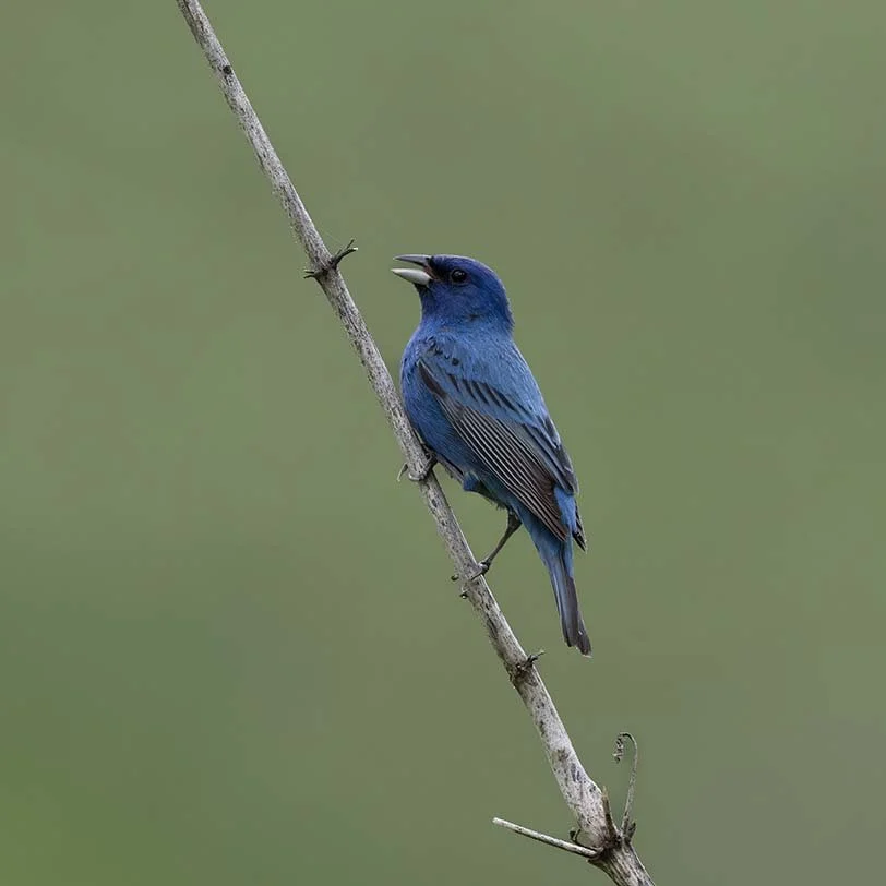 Indigo_Bunting_Z091914.JPG
