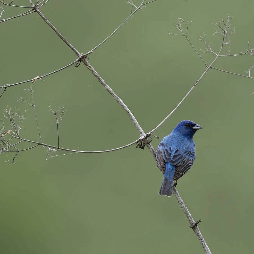 Indigo_Bunting_Z091946.JPG