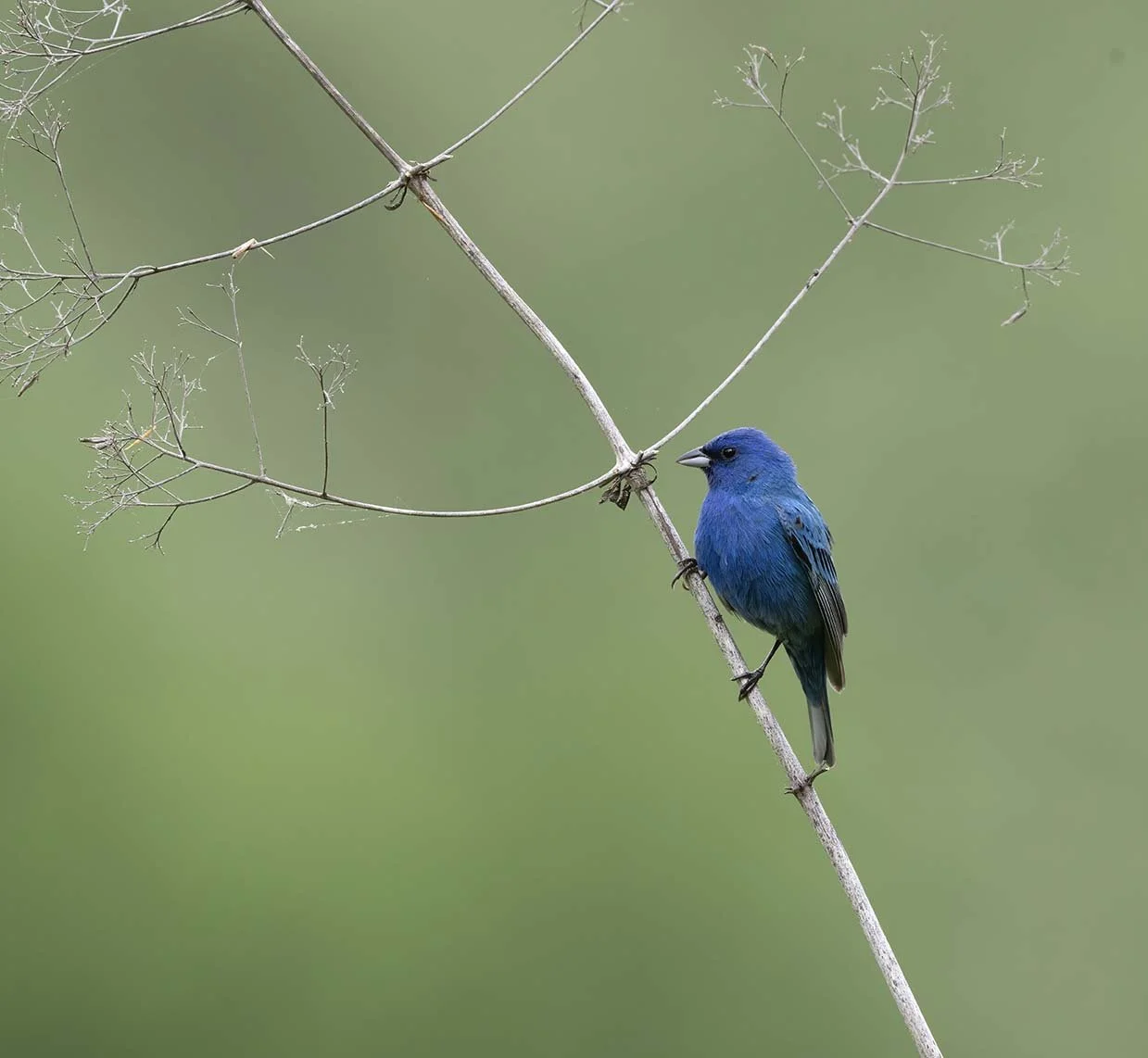 Indigo_Bunting_Z092068.JPG