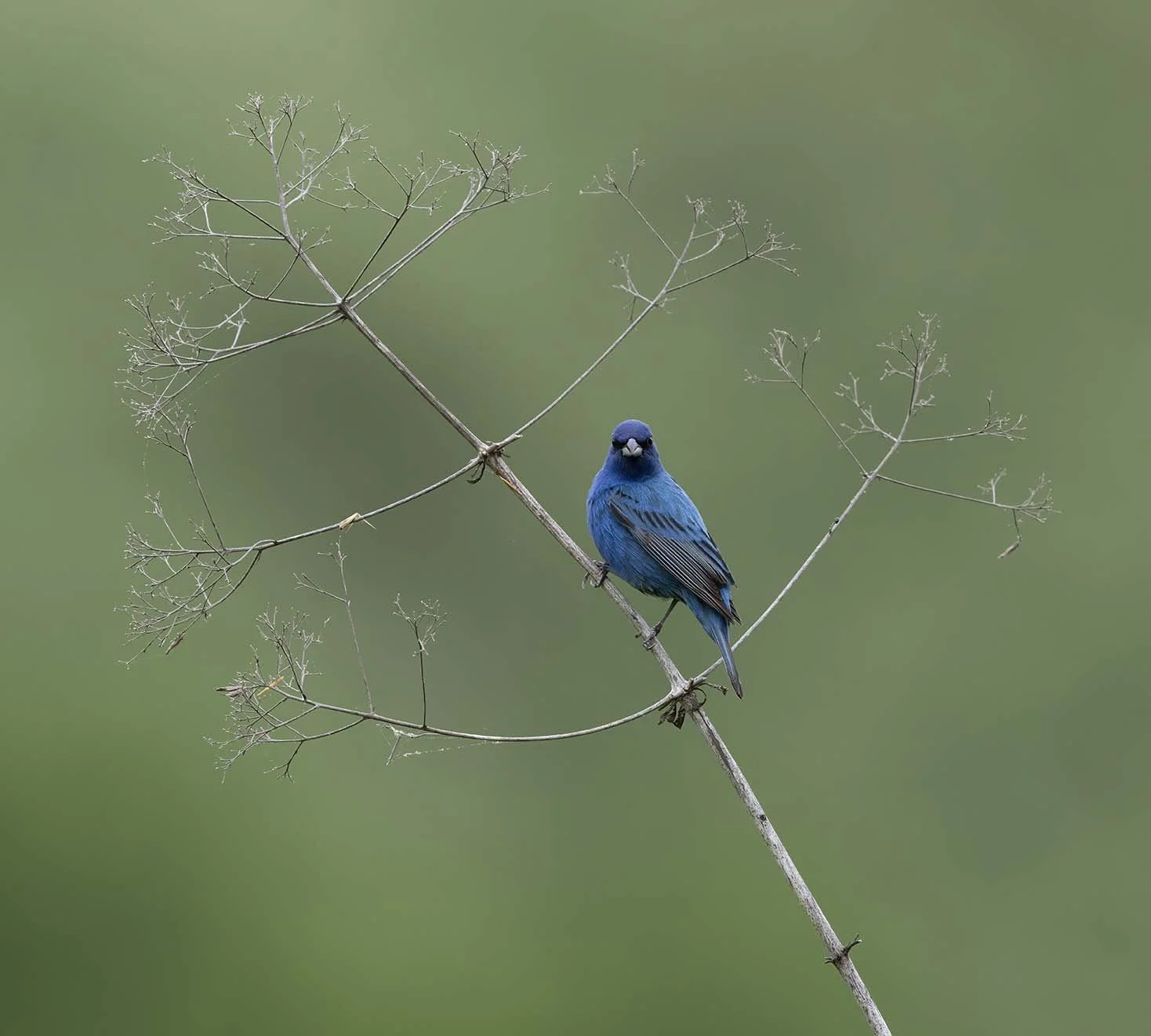 Indigo_Bunting_Z092084.JPG
