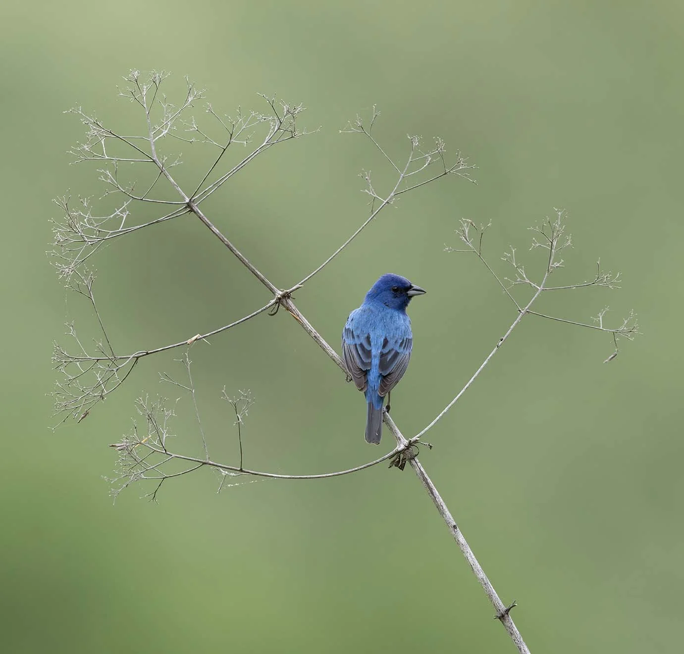 Indigo_Bunting_Z092099.JPG