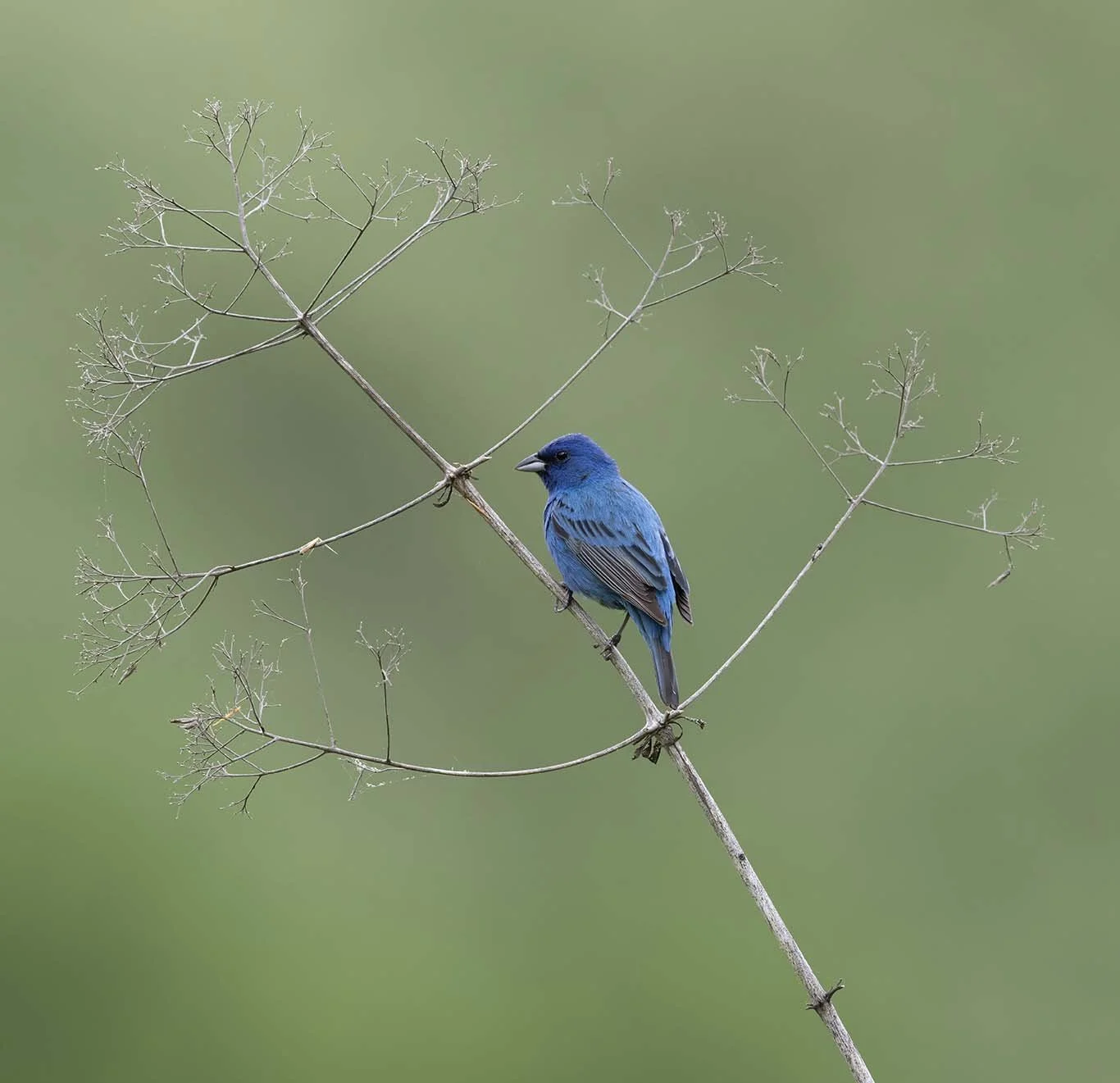 Indigo_Bunting_Z092105.JPG