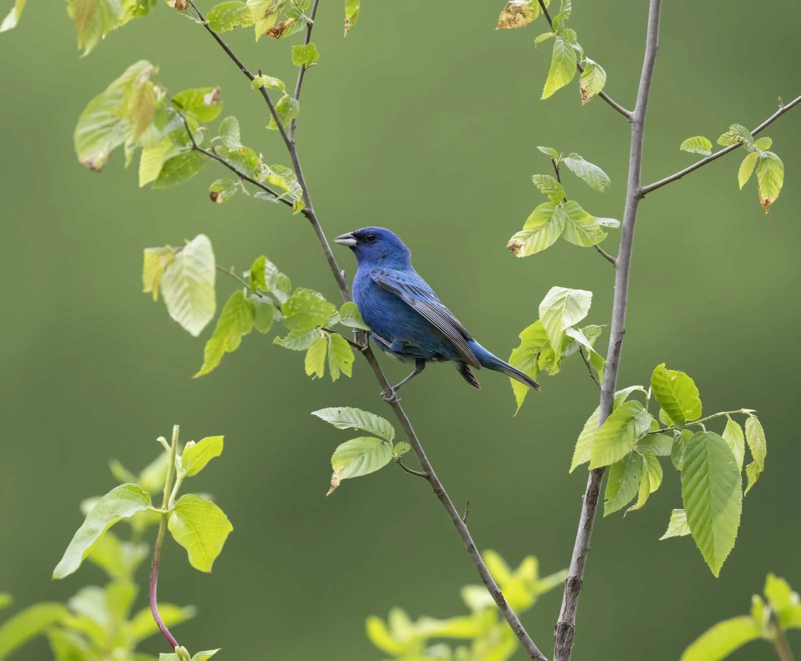 Indigo_Bunting_Z092109.JPG